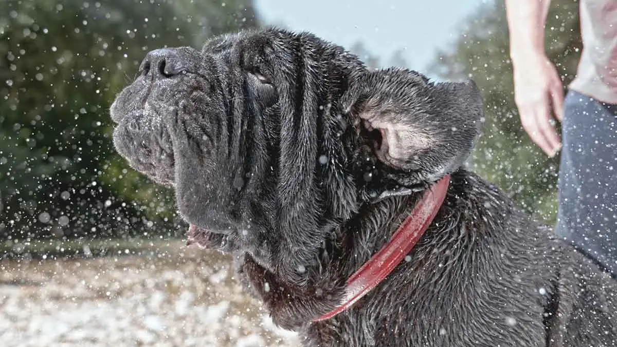 mastiff shaking off water