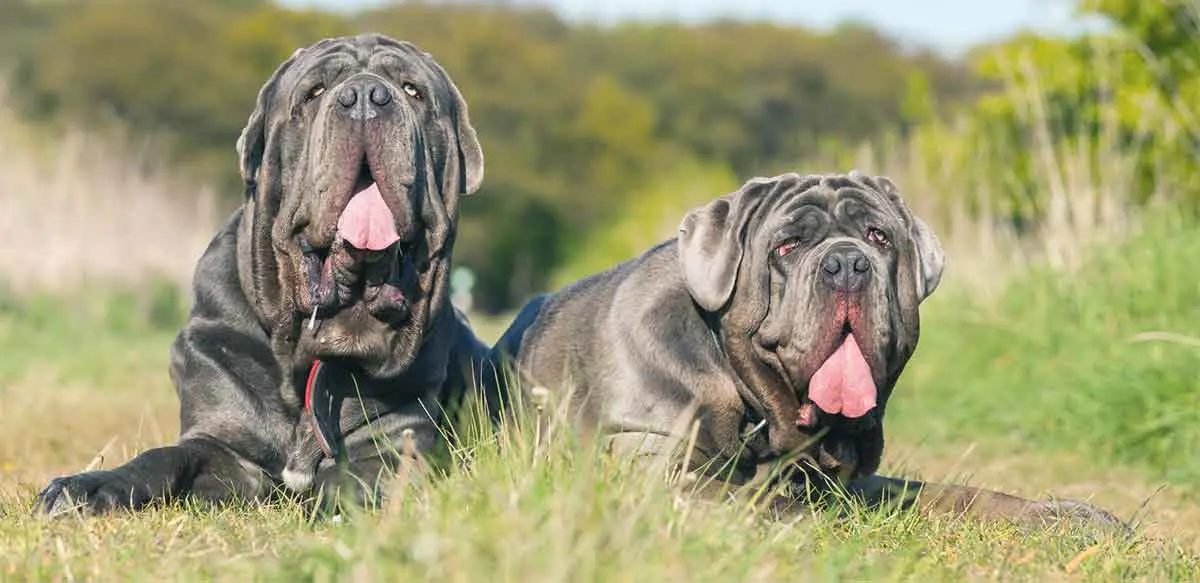 mastiffs together