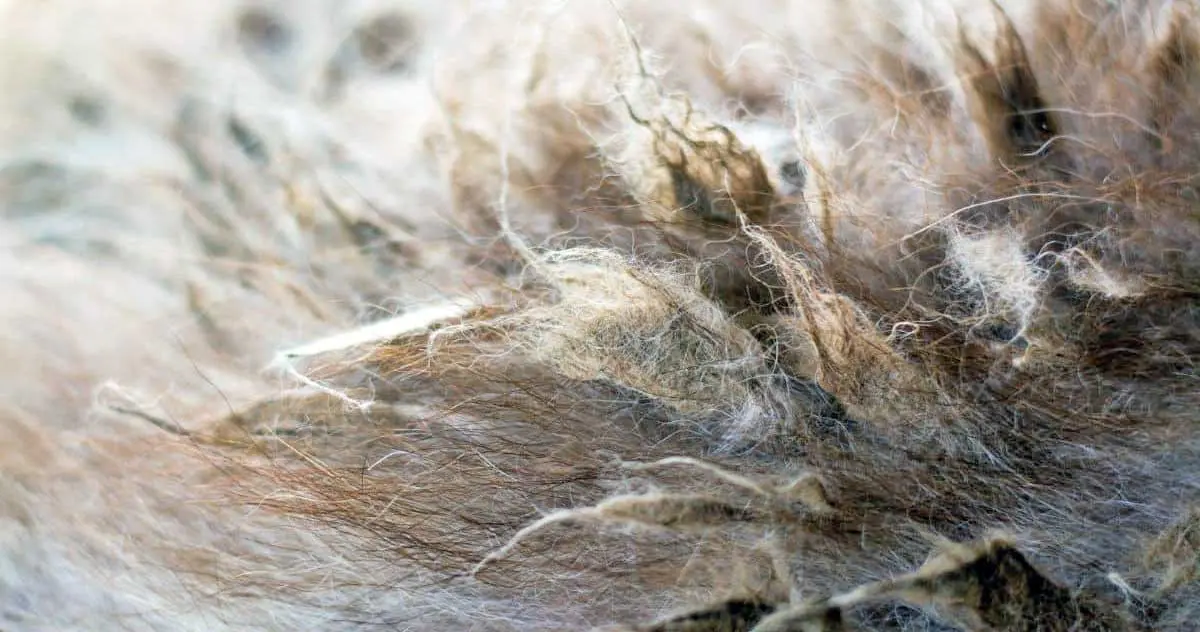 matted dog hair