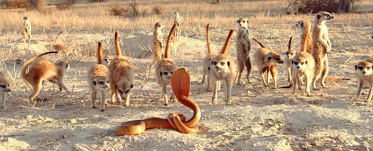 meerkat face to face with snake