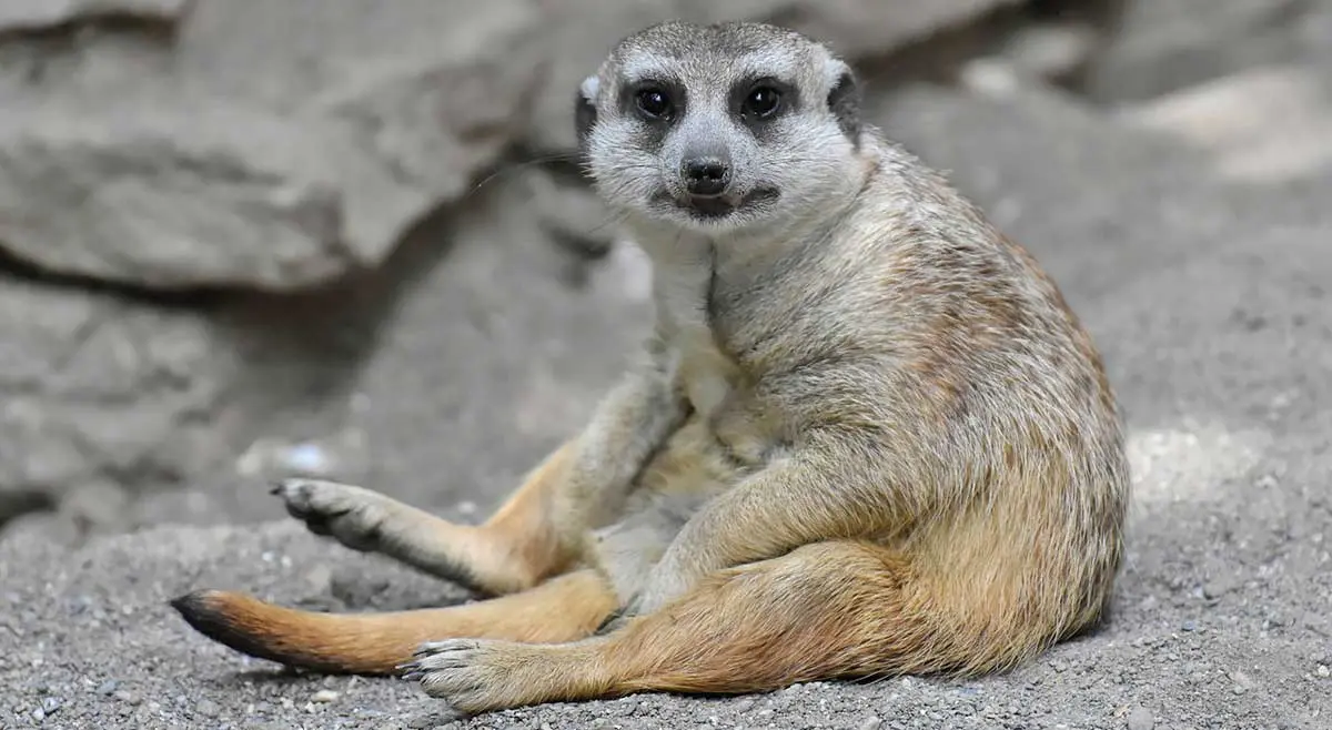 meerkat sitting on the ground