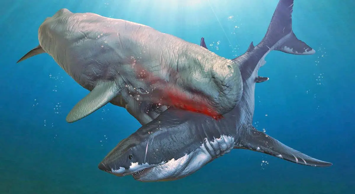 megalodon hunting