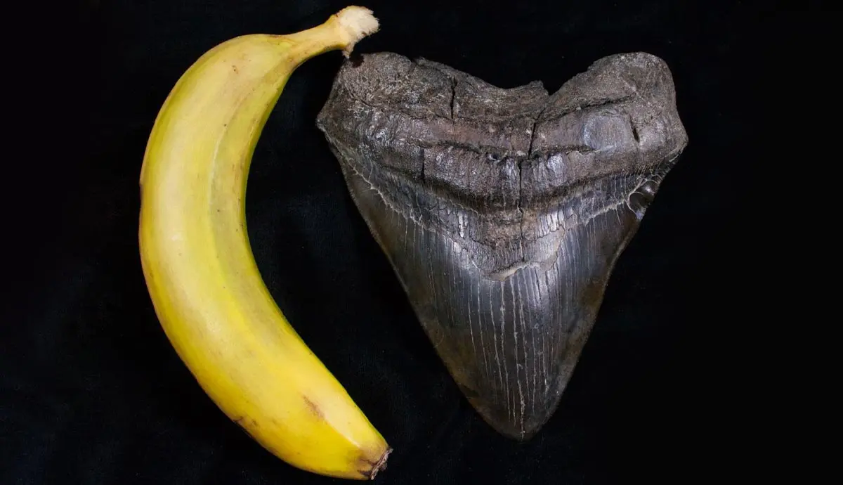 megalodon tooth fossil