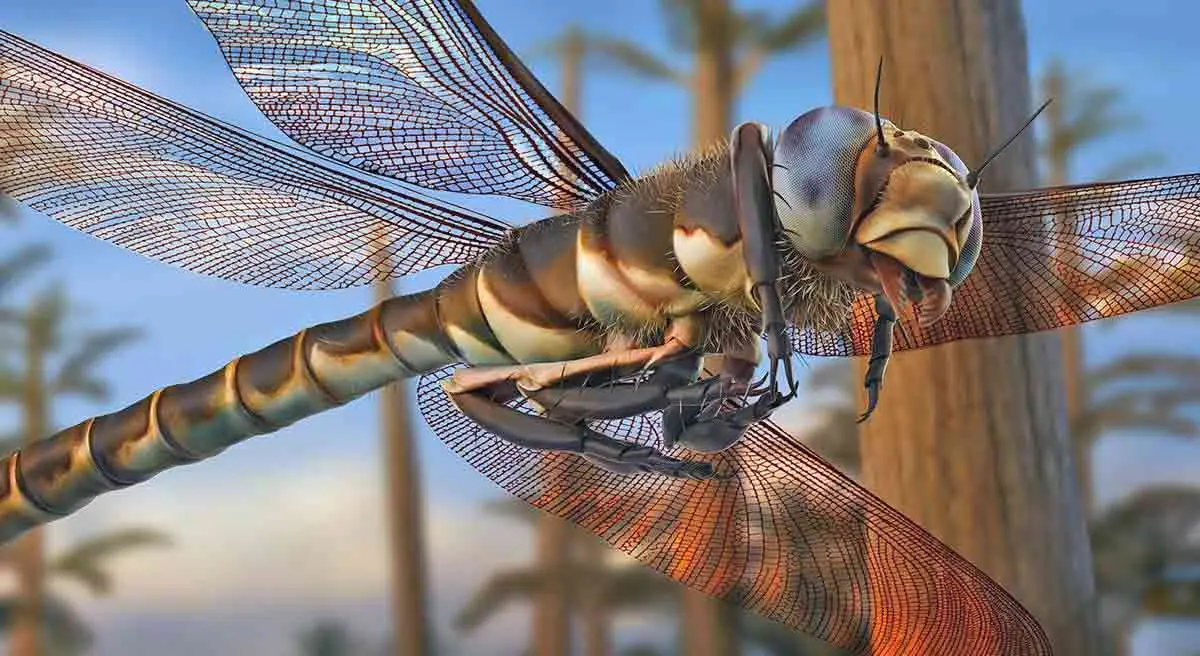 meganeuropsis giant dragonfly