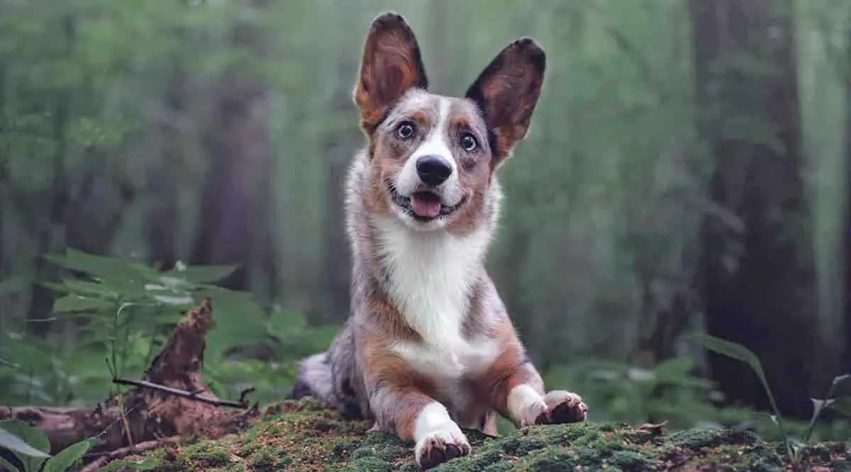 merle corgi in woods