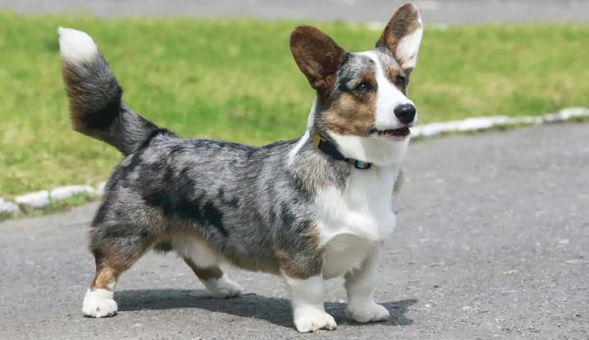 merle corgi standing