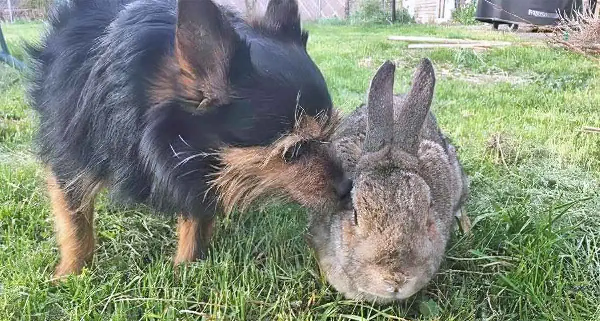 mick oldest rabbit