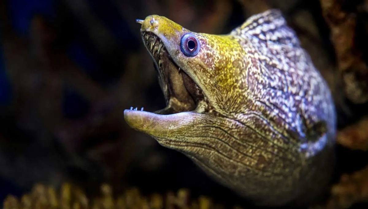 moray eel teeth