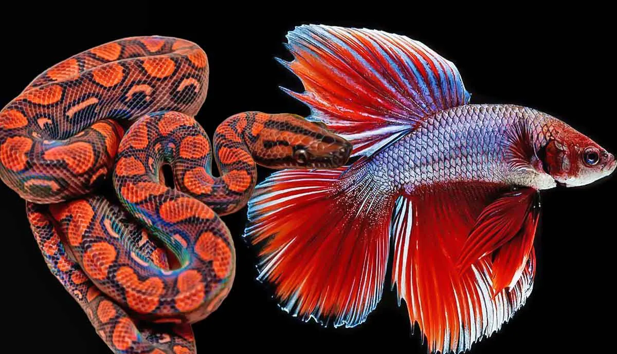 most colorful animals