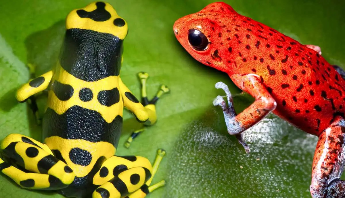 10 Most Colorful Frogs