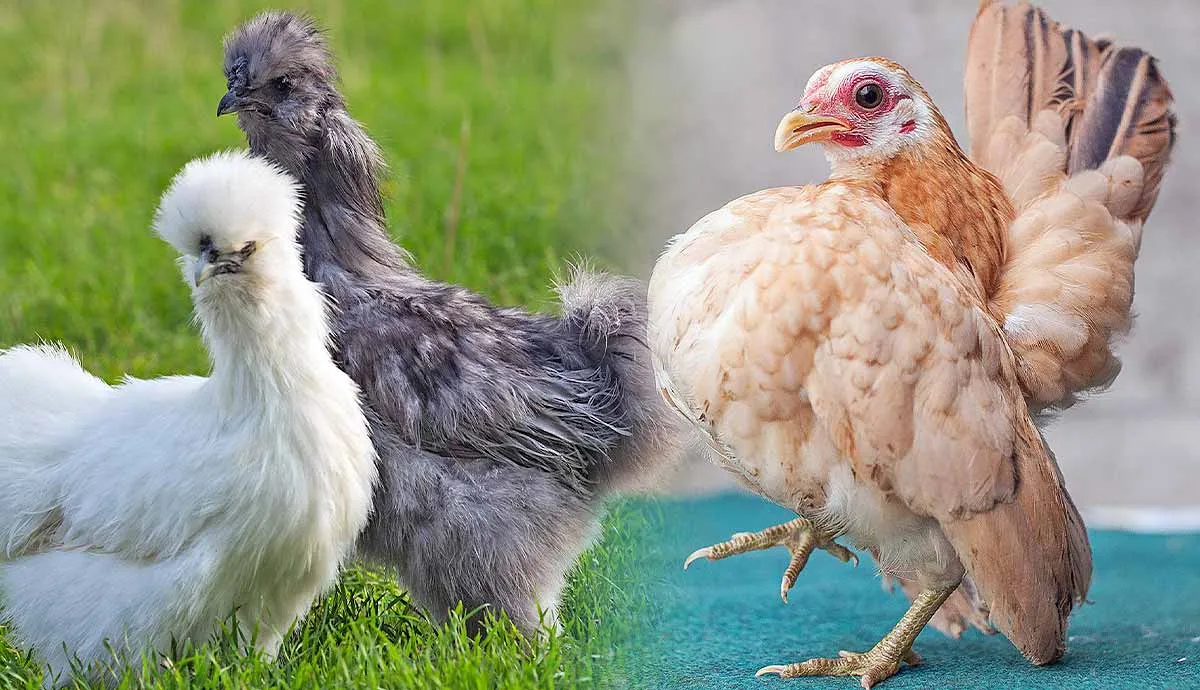 most unusual chickens