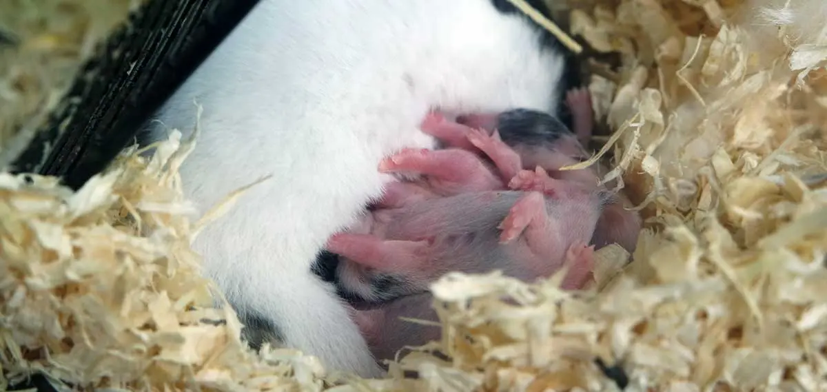 mother hamster with pups