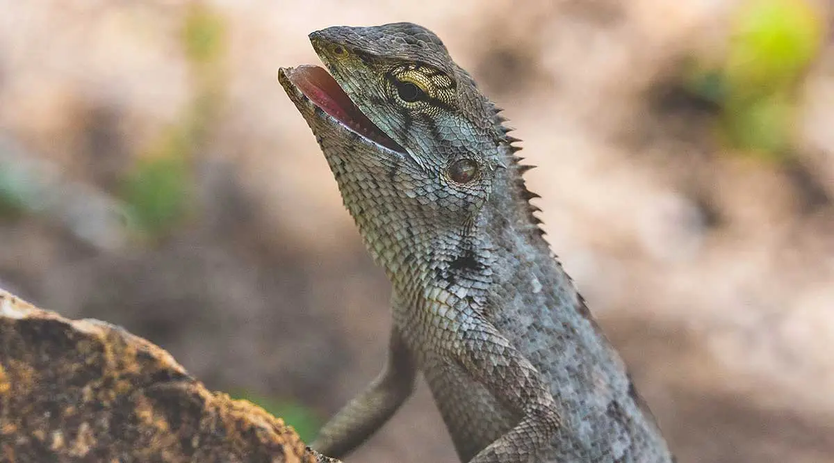 mountain lizard