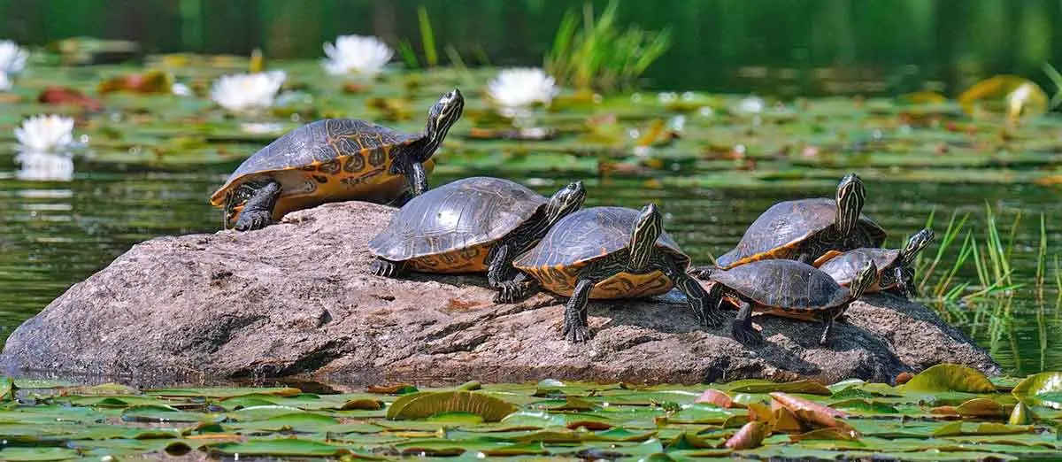 multiple turtles nature water
