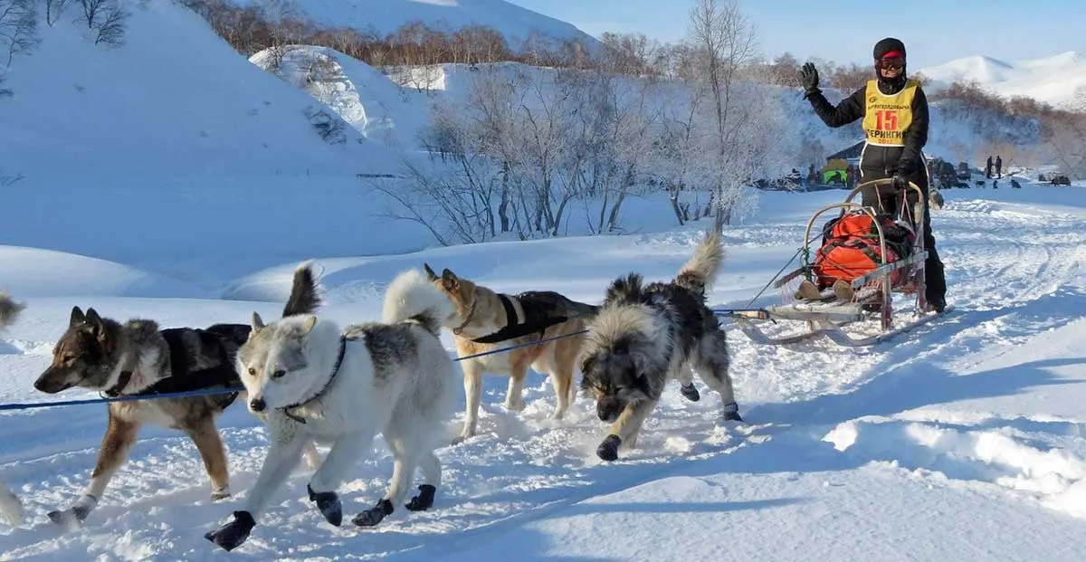 musher with sled pulled by dogs across snow covered mountain