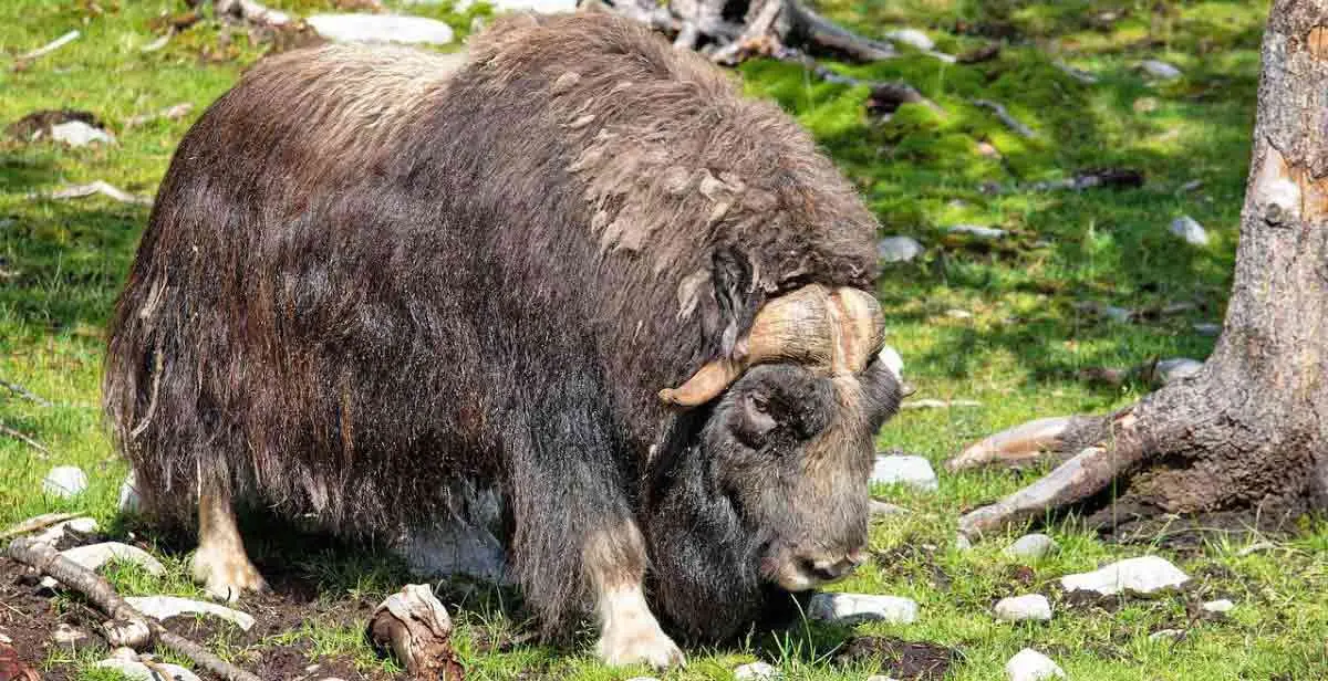 musk ox