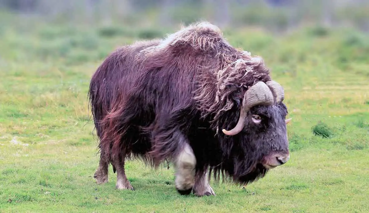 musk ox