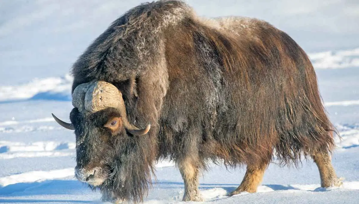 muskox walking on snow