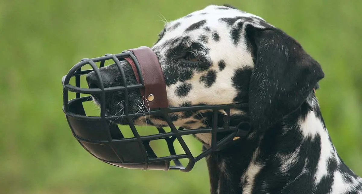 muzzle on dog