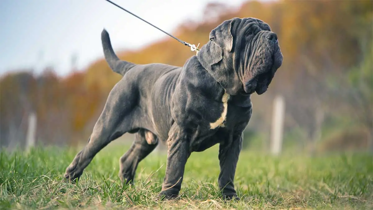 neapolitan mastiff strong