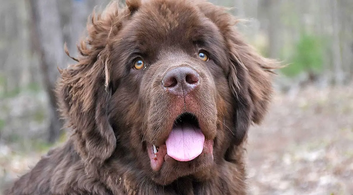 newfie drool