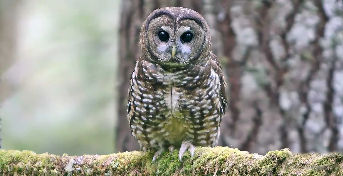 northern spotted owl