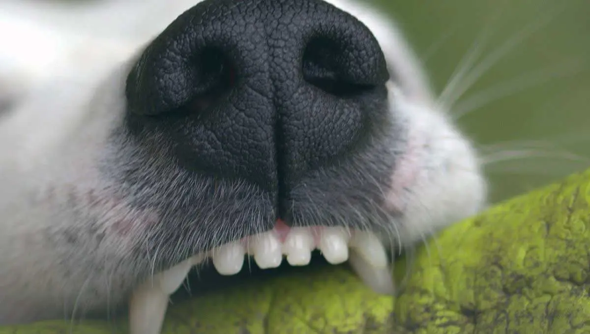 nose close up and teeth