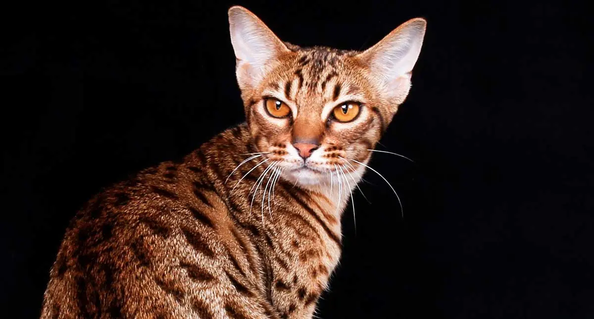 ocicat cat breed