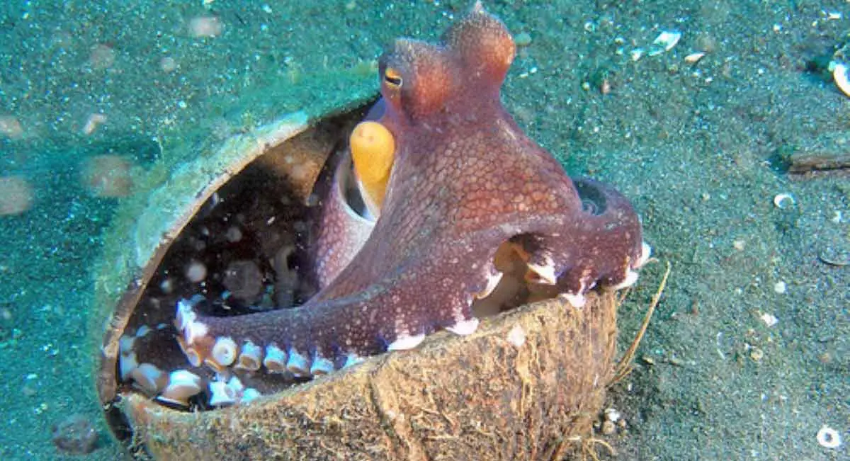 octopus coconut shell