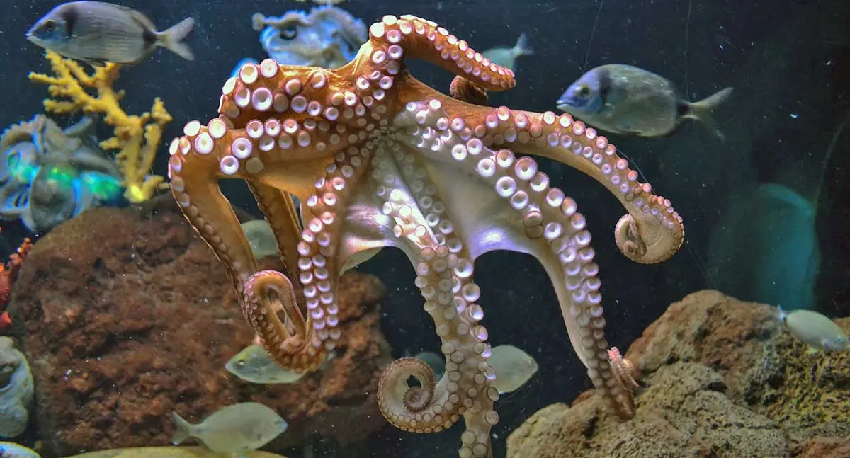 octopus suckers