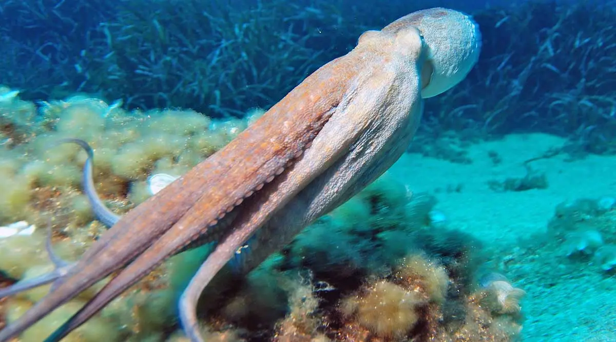 octopus swimming