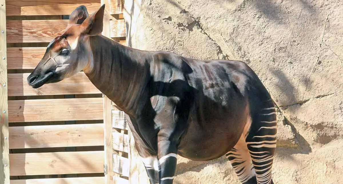 okapi