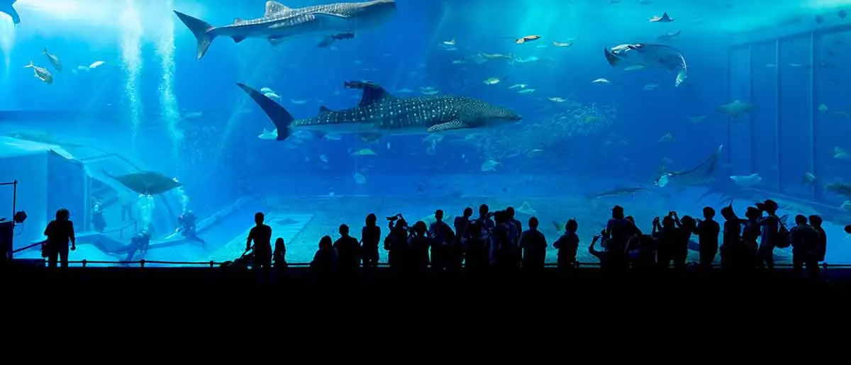 okinawa aquarium