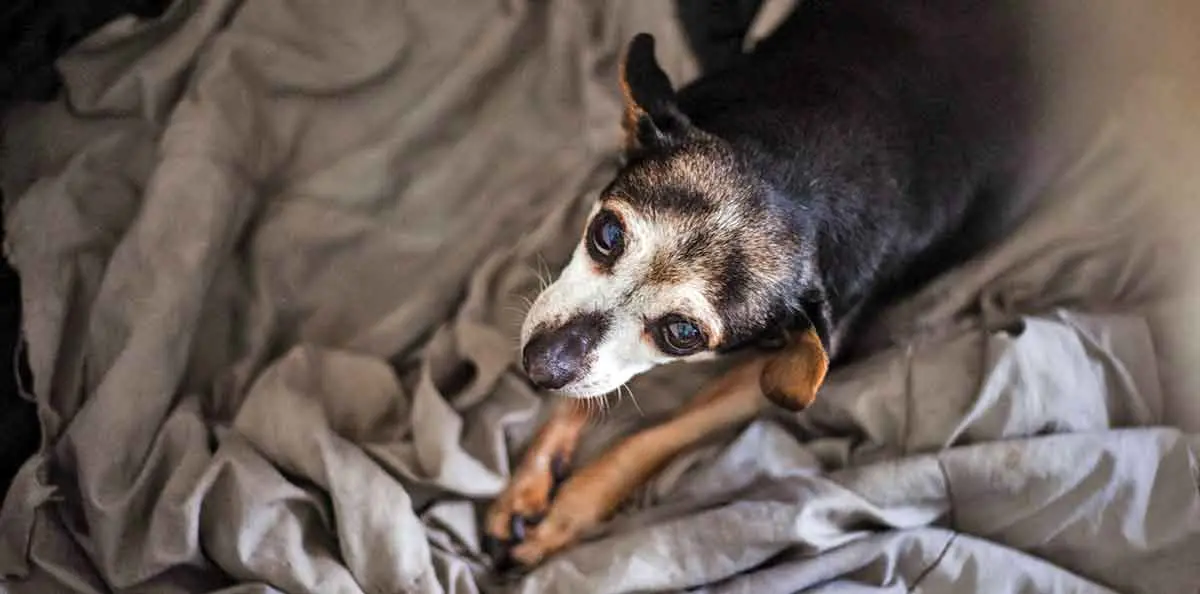 old chihuahua staring up at camera