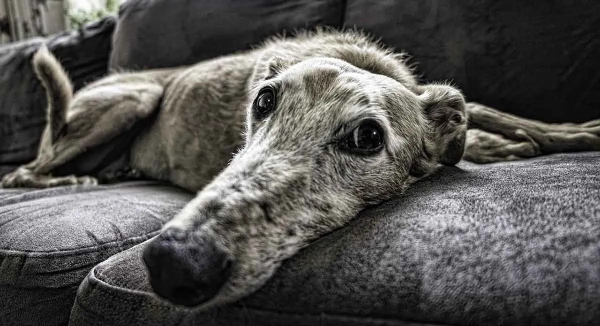 old dog resting on sofa