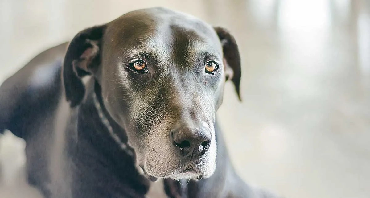 old dog with black coat staring at camera