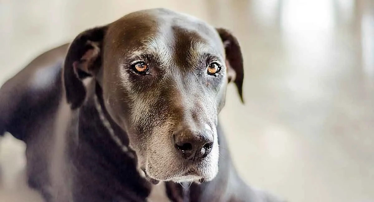 old dog with gray hairs around face