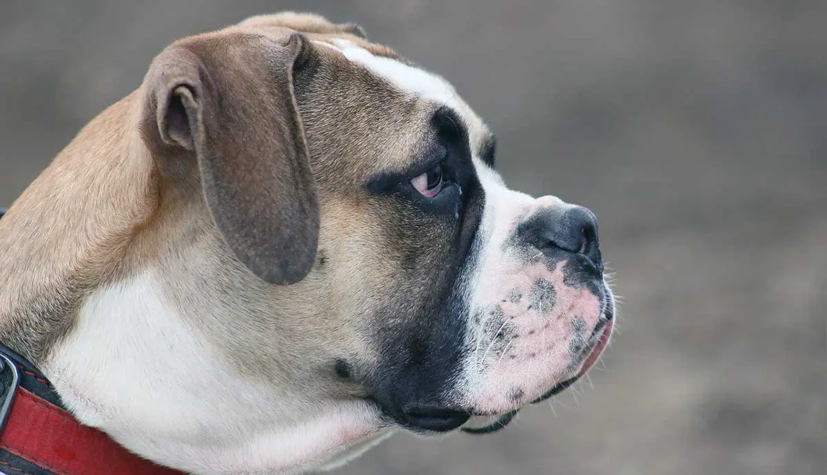 old english bulldog side profile