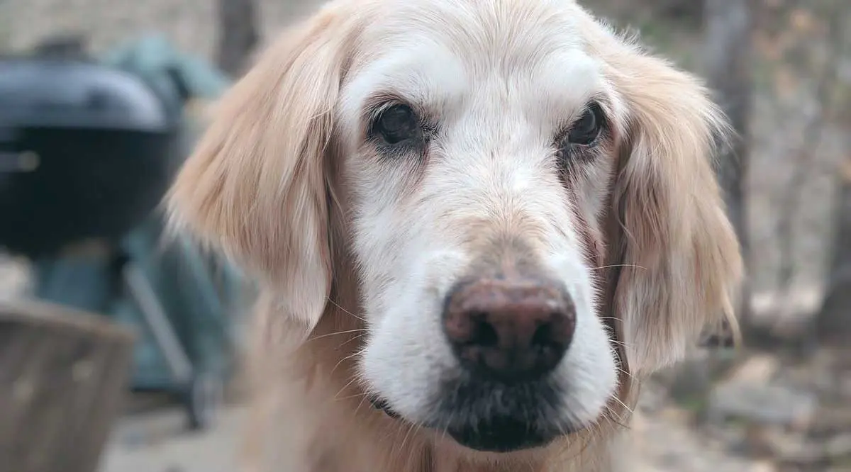 old golden retriever