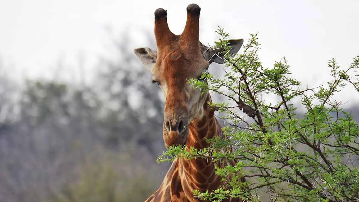 one giraffe eating leaves from a tree