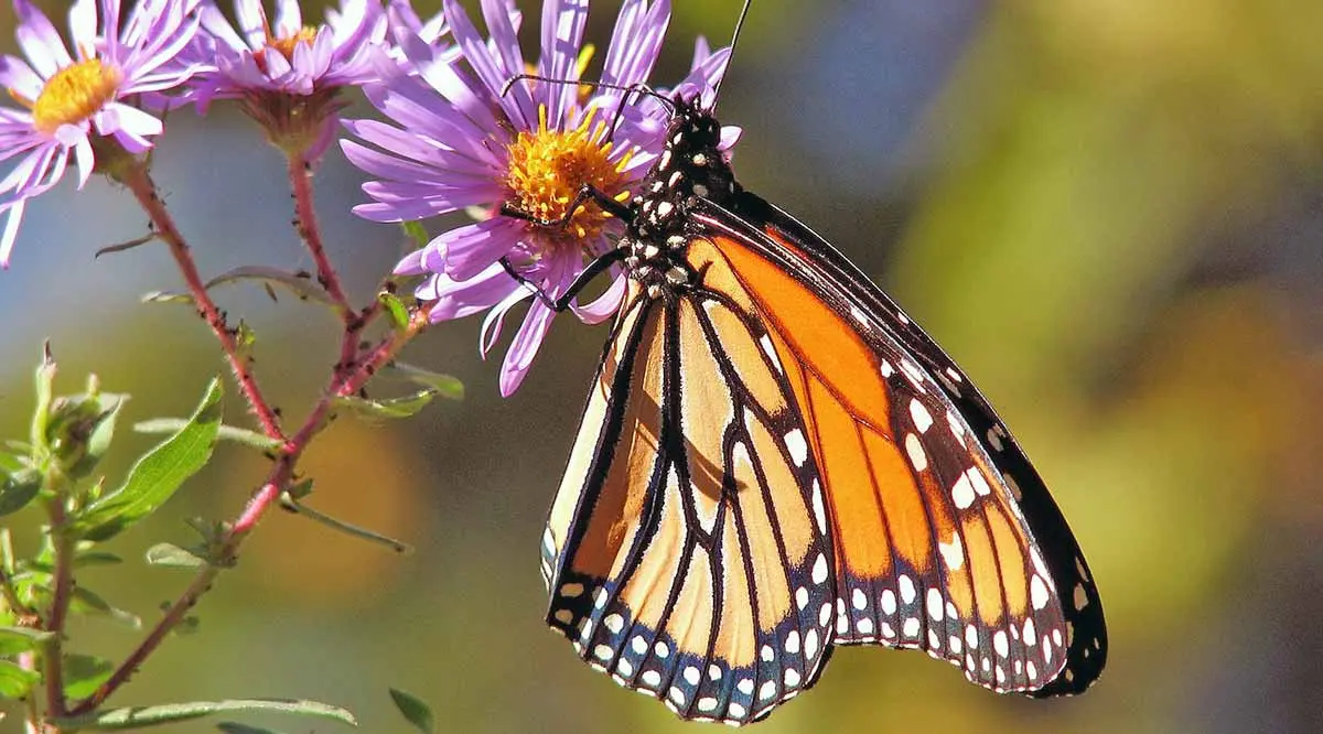 orange and black butterfly in sunlight on purple flower