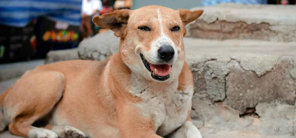 orange and white dog smiling at camera