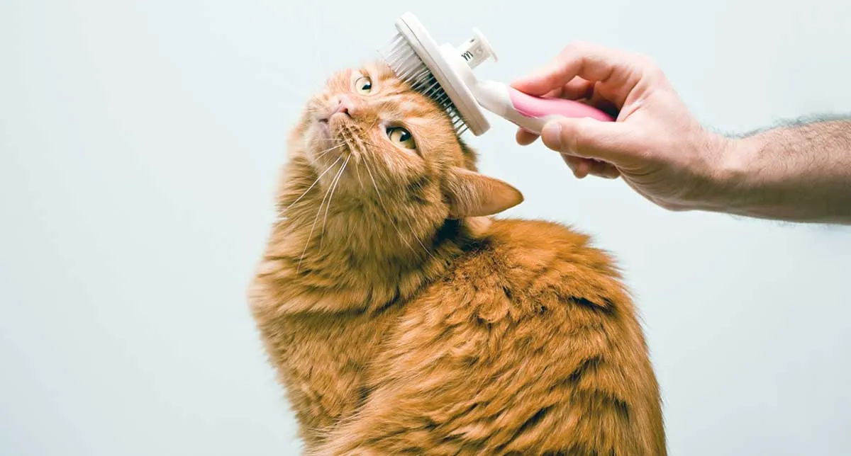orange cat brush head