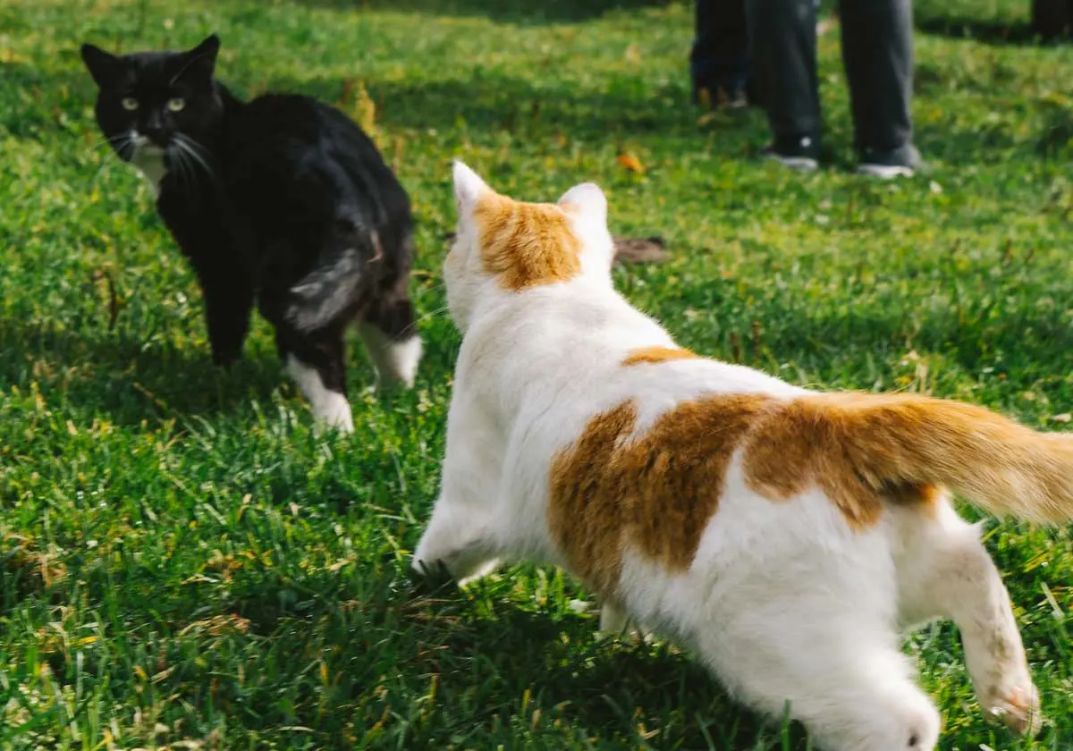 orange cat chasing black cat