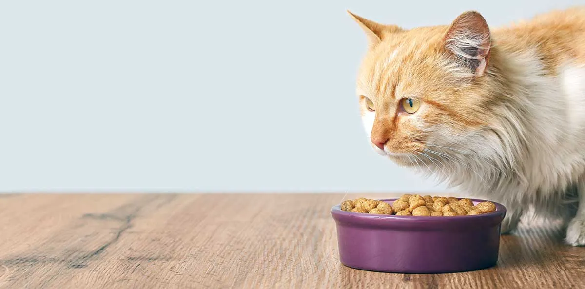 orange cat food bowl