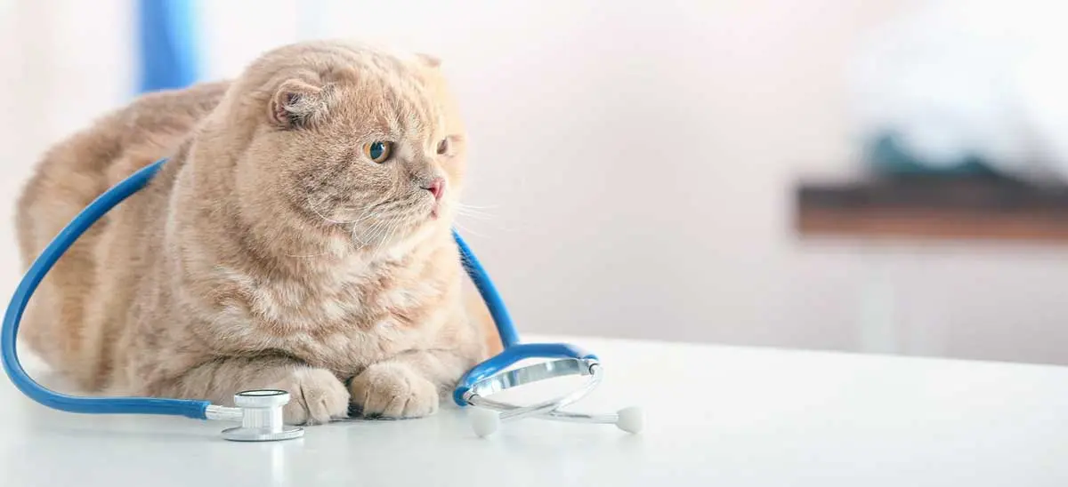 orange cat vet table