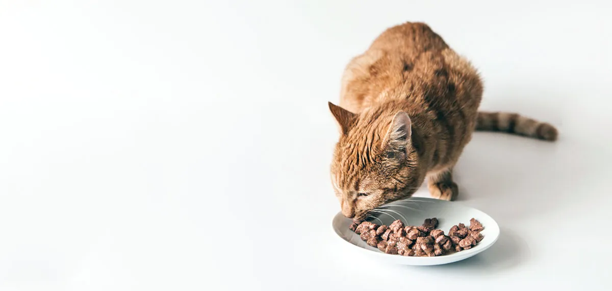 orange cat wet food bowl
