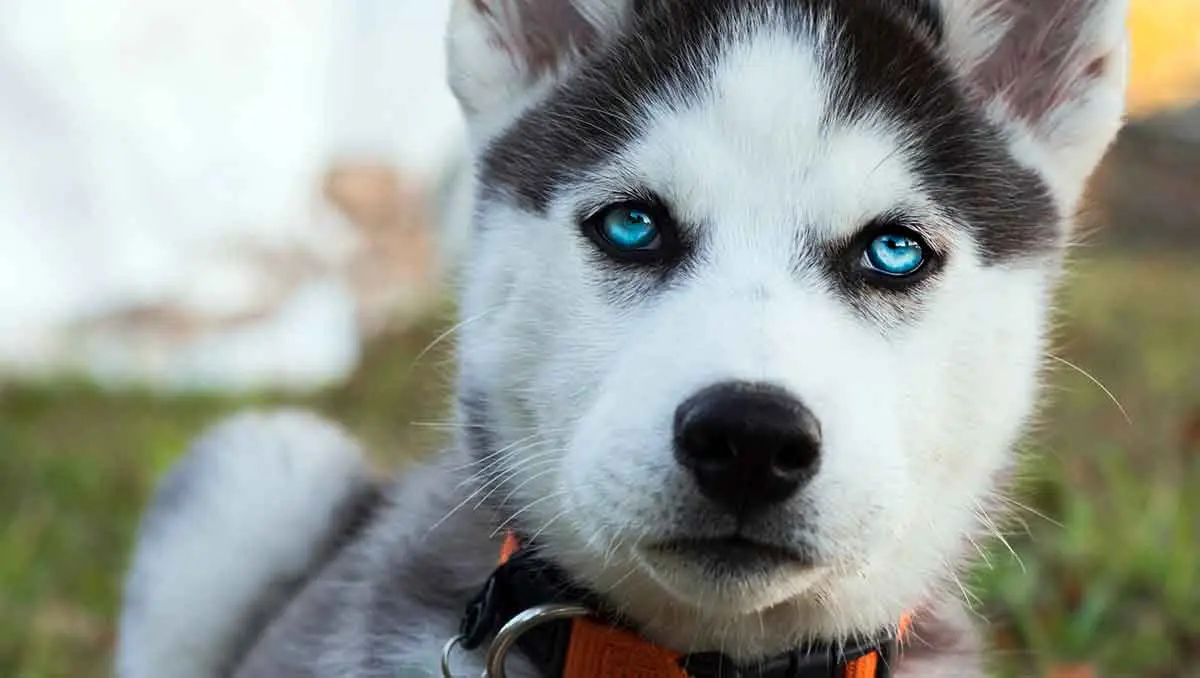 orange collar siberian husky