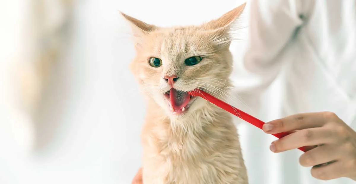 orange kitten brushing teeth