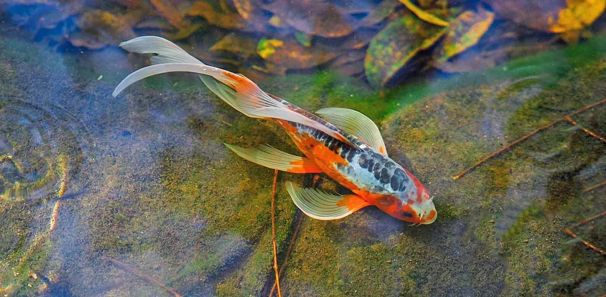 orange koi fish tannins natural tank